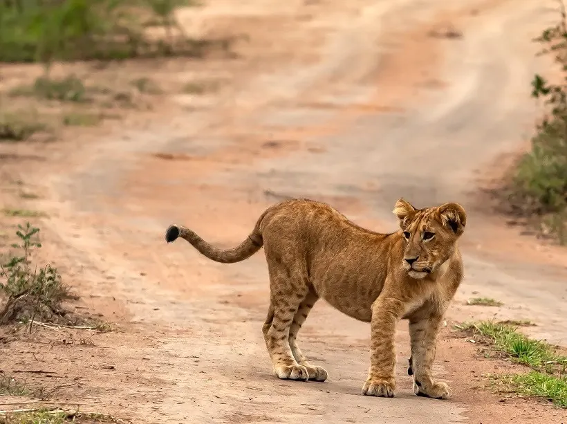 Akagera National Park Big Five safari