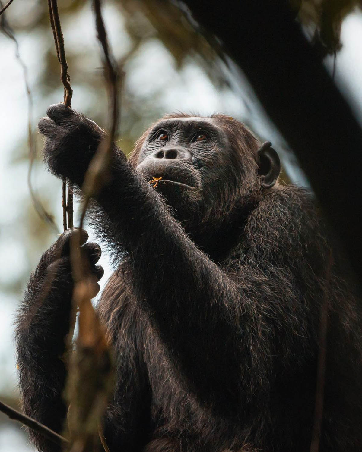 Chimpanzee wildlife safari in East Africa