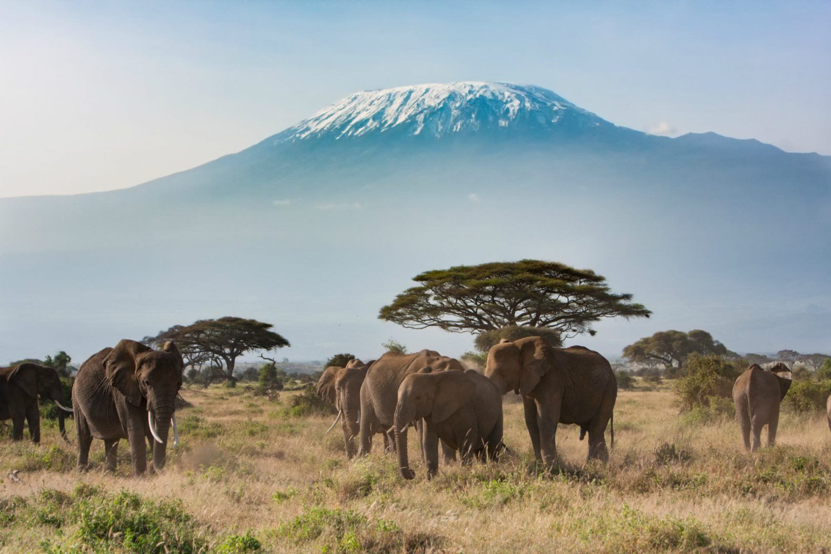 Elephant on Tanzania safari