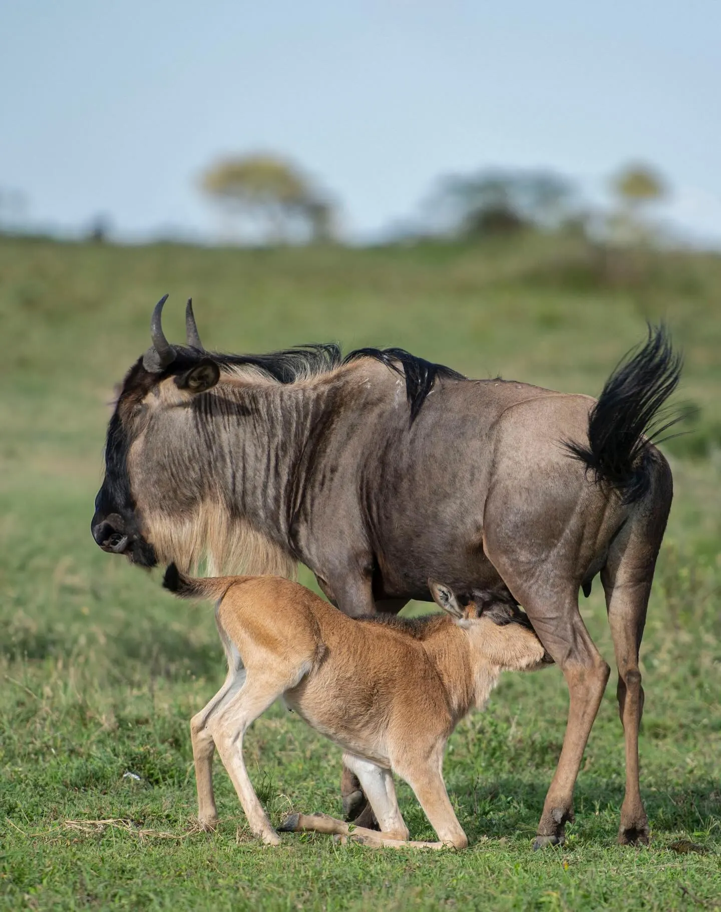 Tanzania Serengeti migration and Ngorongoro crater safari