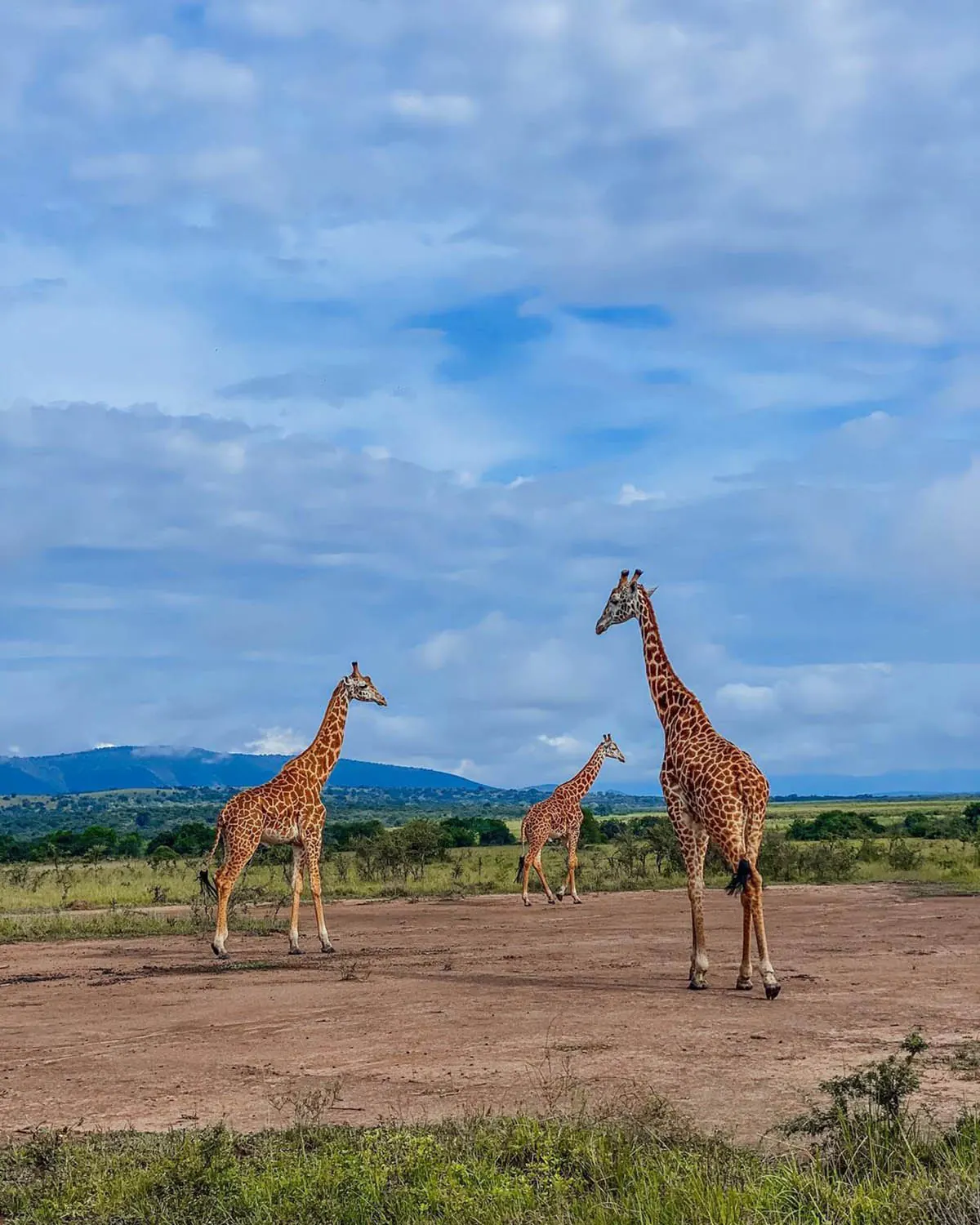 Giraffe on the Akagera savannah