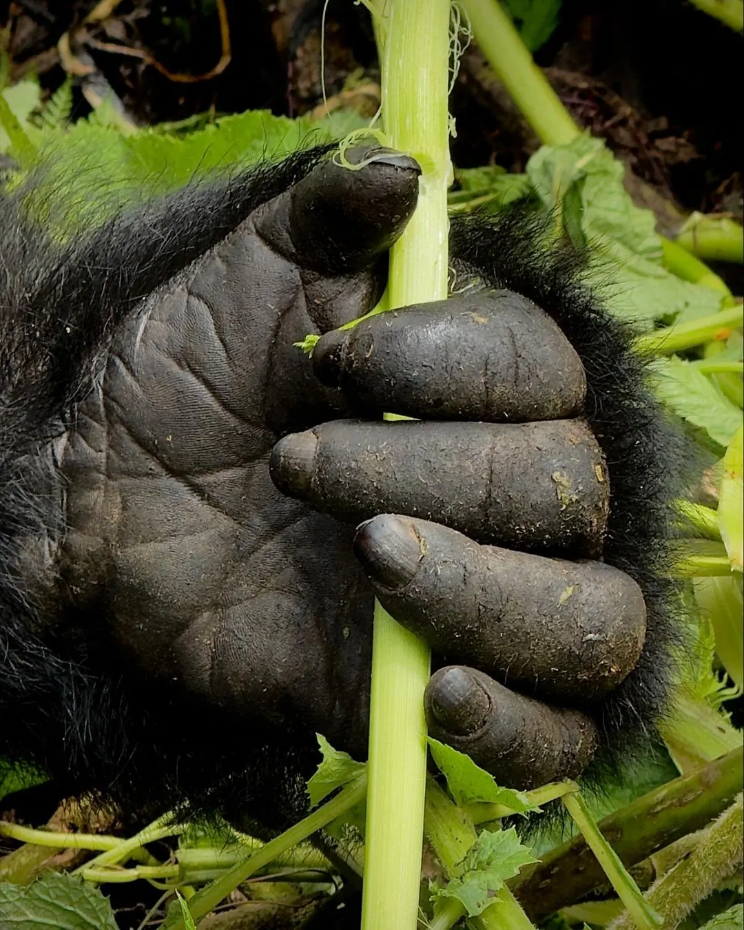 Gorilla trekking packing and preparation