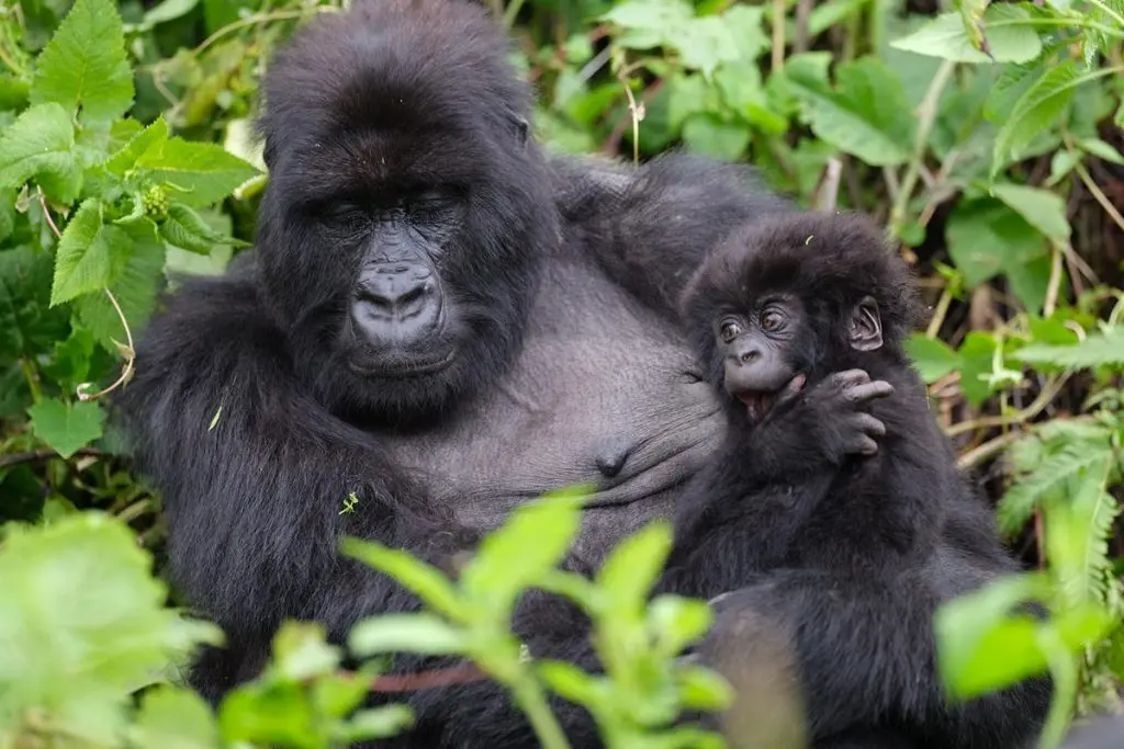 Mountain gorilla trekking comparison in East Africa