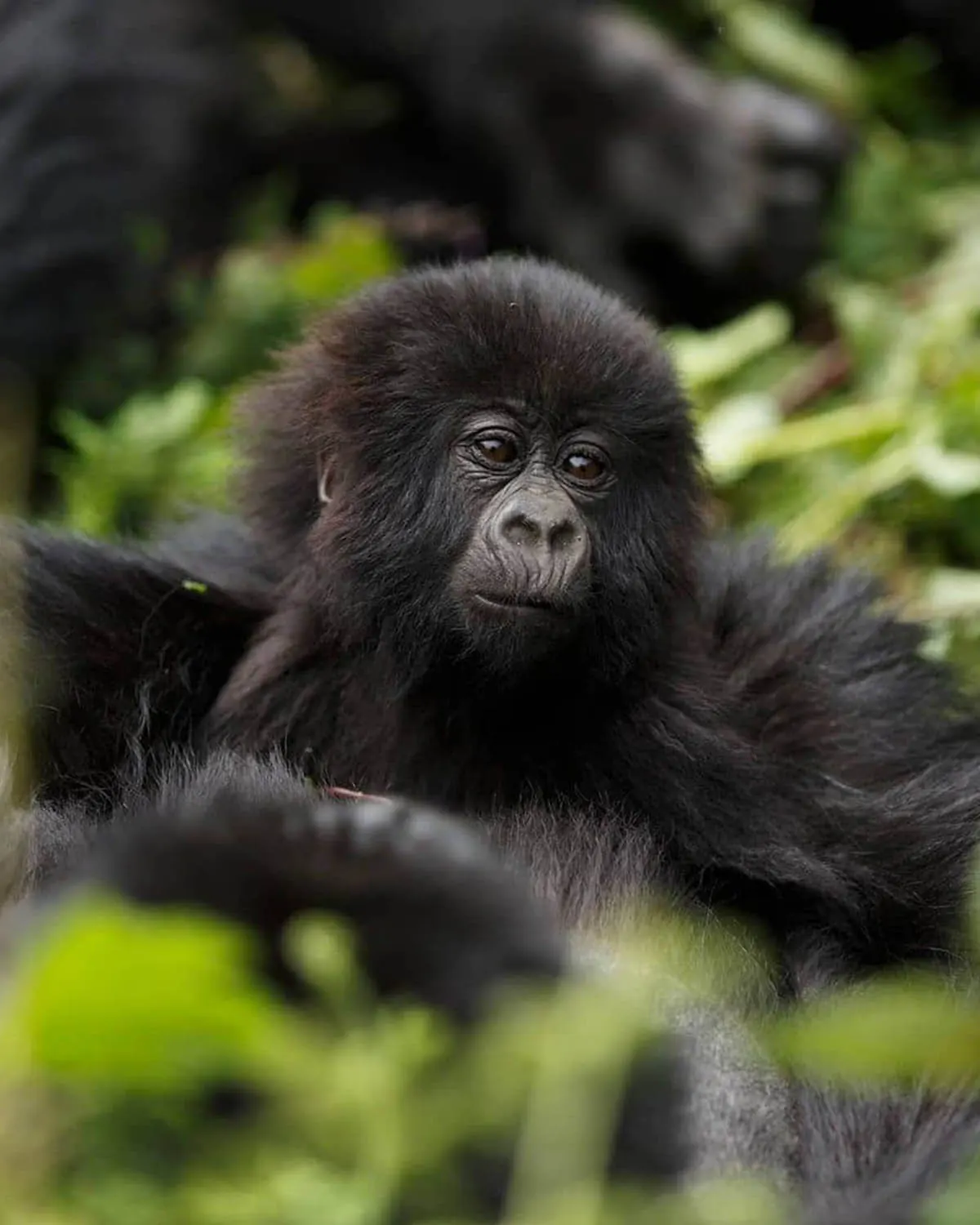 Mountain gorilla trekking in Volcanoes National Park