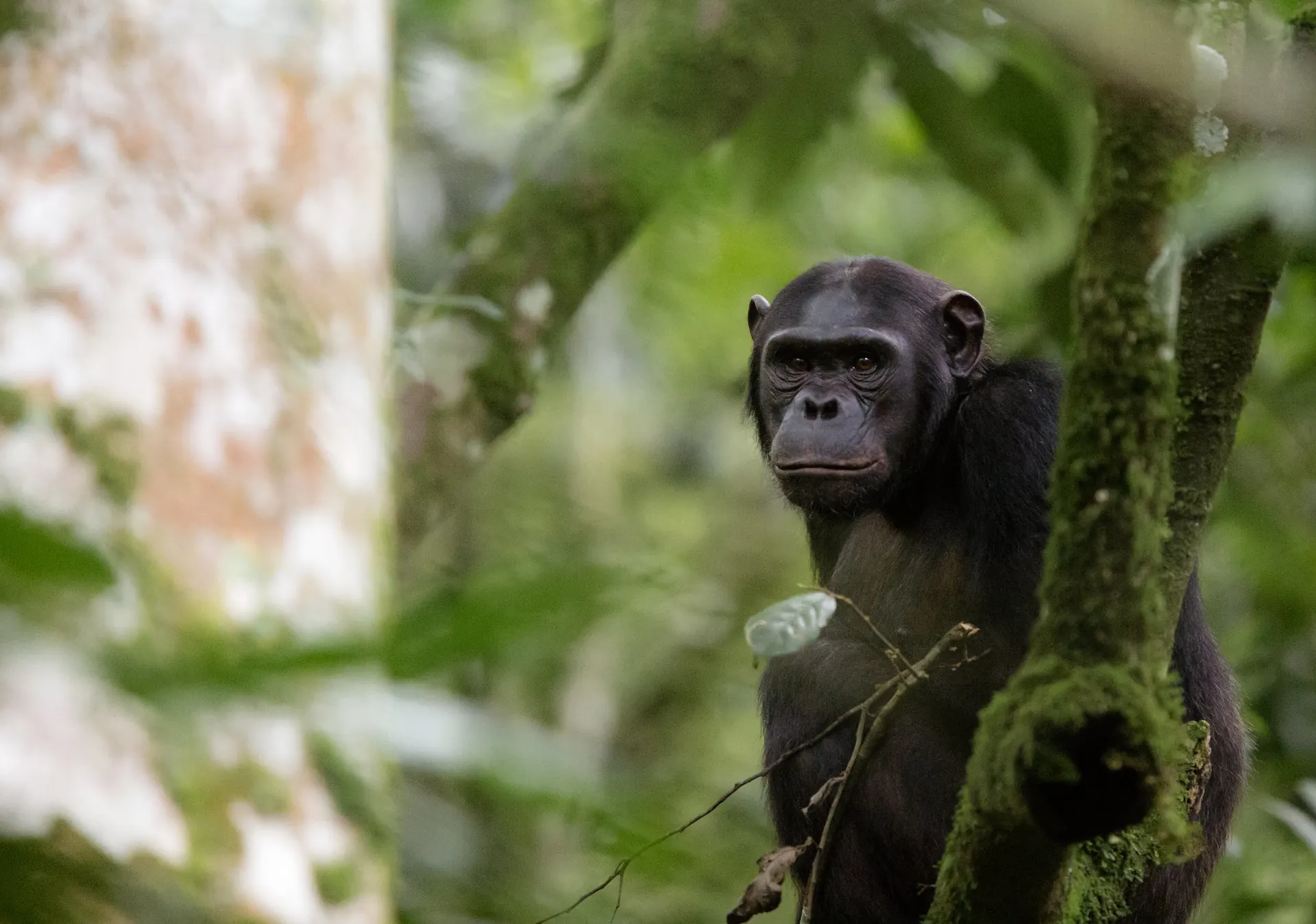 Nyungwe chimpanzee trekking and Rwanda primate safari