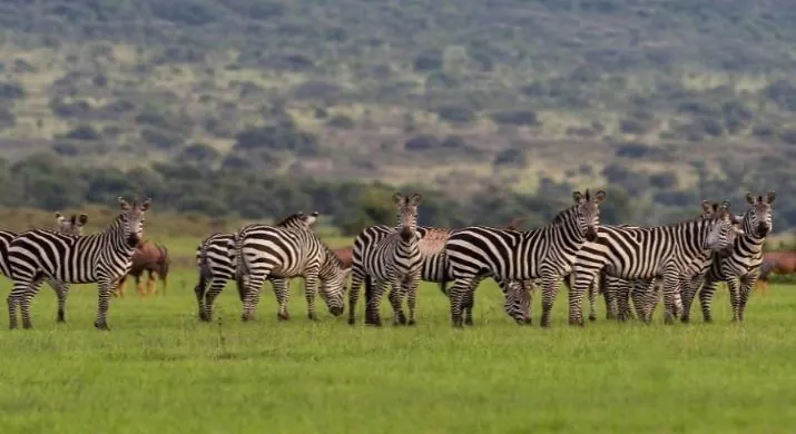 Zebra on an Akagera National Park safari